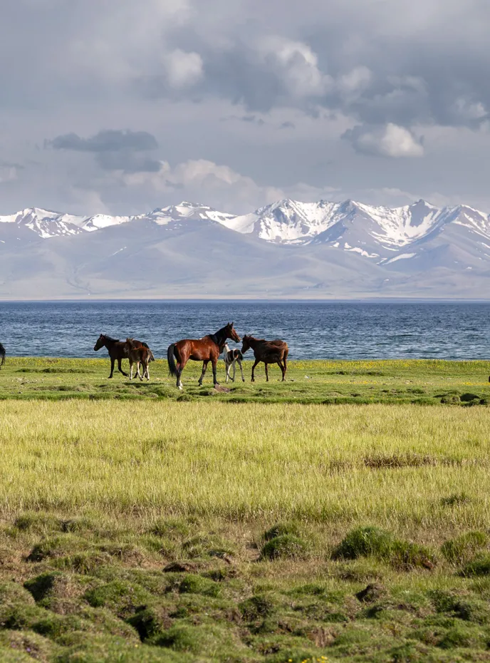 some horses in the middle of green meadows nearly the shore of the Song Kul lake at 3000 m. alt.
