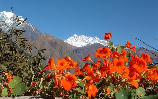 Flora and Fauna in Nepal