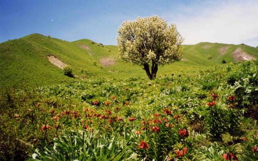 Flora and Fauna in Tajikistan