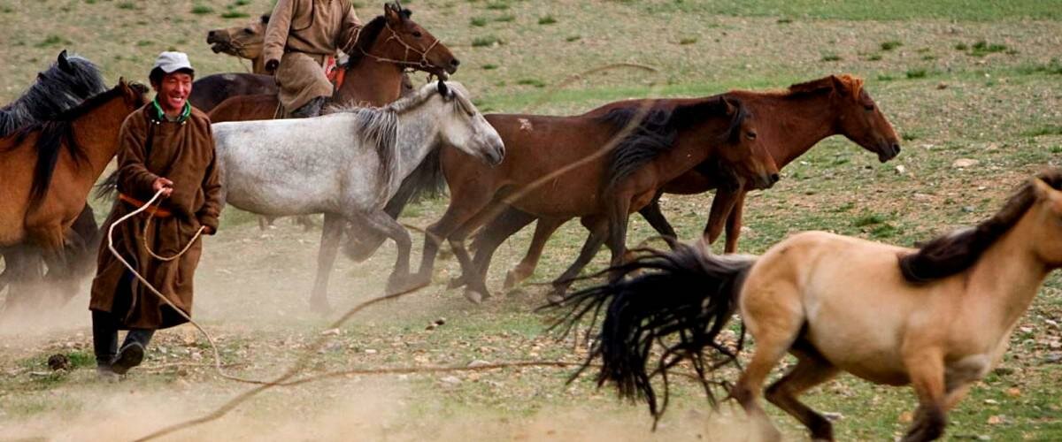 Horses