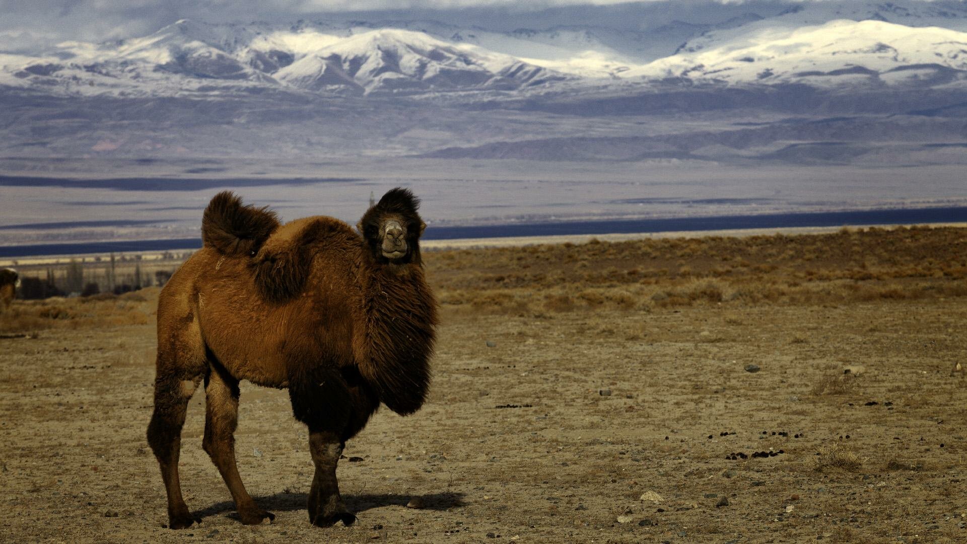 Bactrian camel on the shore of Issyk Kul lake