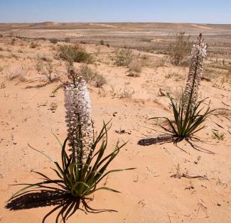 Flora of the desert